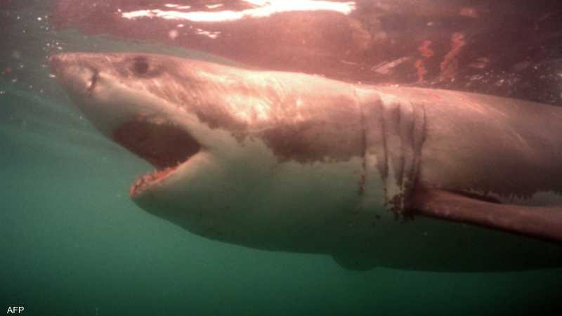 أسماك القرش البيضاء الكبيرة هربت لتجنب الخطر