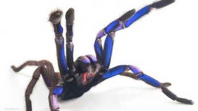 اكتشاف نوع جديد من العناكب.. وهذا تفسير لونها "شديد الندرة"