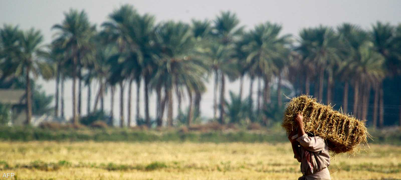 زراعة أرز العنبر في العراق