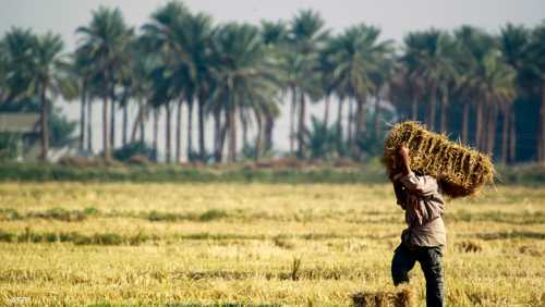 زراعة أرز العنبر في العراق