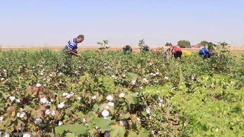 مخاوف من اندثار زراعة القطن بسوريا نتيجة للجفاف