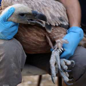 هذا النوع من النسور أصبح مهددا بالانقراض