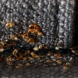 "بق الفراش" يجتاح باريس