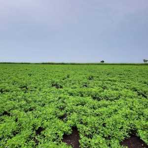 الزراعة اجتذبت مئات الفارين من الحرب