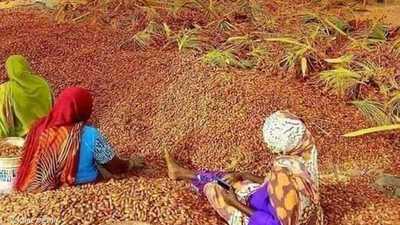 جمع "تمر الهبوب"..مهنة تساعد فقراء شمال السودان في زمن الحرب