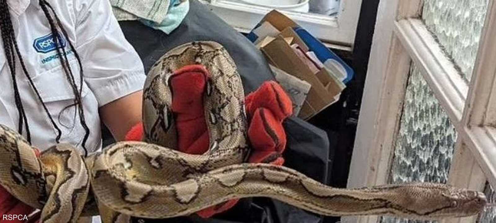 الأفاعي تقتحم البيوت عبر الفجوات في الجدران.