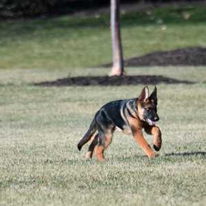 الكلب كوماندر