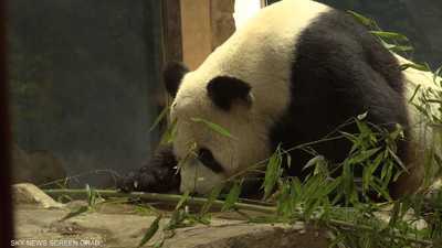 الصين تستعد لاستعادة جميع حيوانات الباندا من أميركا