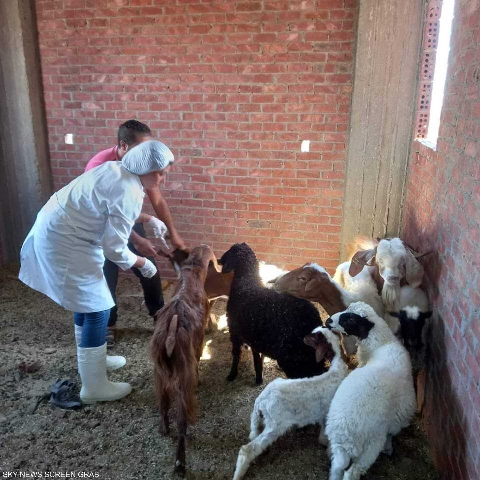 جانب من الحملة المصرية