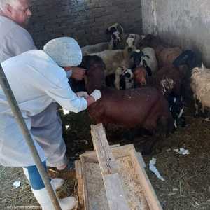 جانب من الحملة المصرية