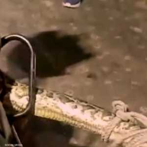 التف الثعبان العملاق حول دراجة نارية