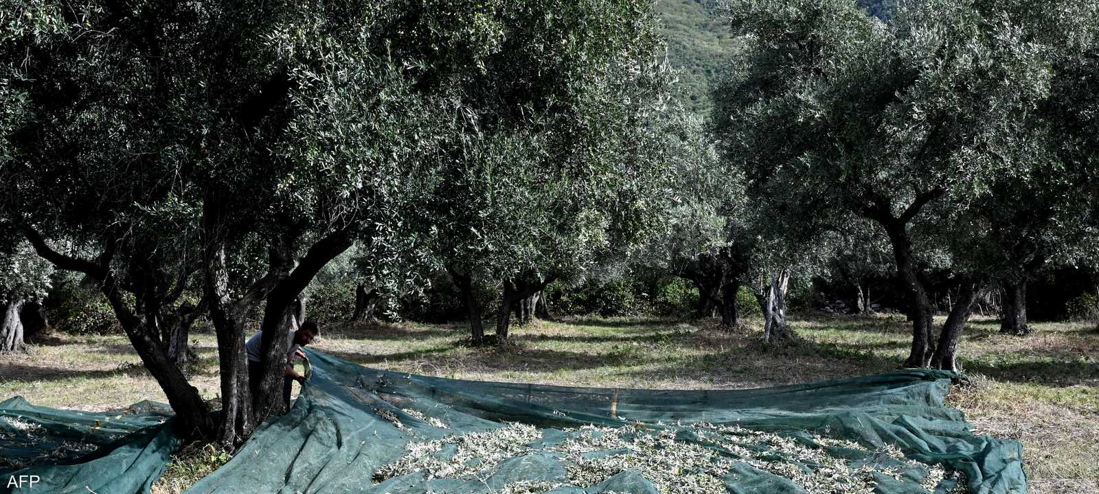 حصاد الزيتون في أحد مزارع سابينا في شمال روما