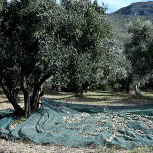 حصاد الزيتون في أحد مزارع سابينا في شمال روما