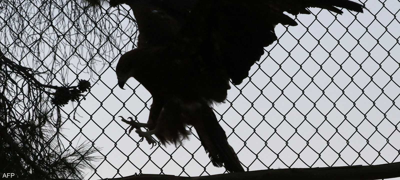 الصقور تساعد إسرائيل على تحديد مواقع الجثث