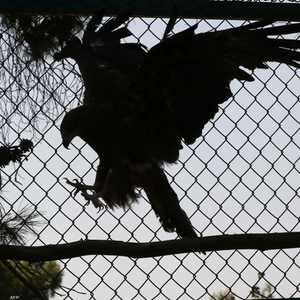 الصقور تساعد إسرائيل على تحديد مواقع الجثث