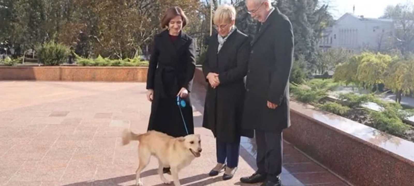 أصبح الكلب الرئاسي في مولدوفا "كودروت" في دائرة الضوء