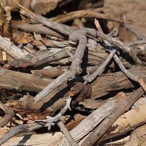 أهالي دير البلح يجمعون الحطب بحثا عن الدفء ولطهو طعامهم