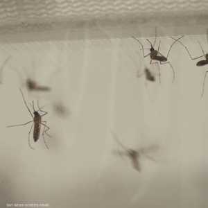 تحذيرات من توطن سلالات جديدة من البعوض في بريطانيا