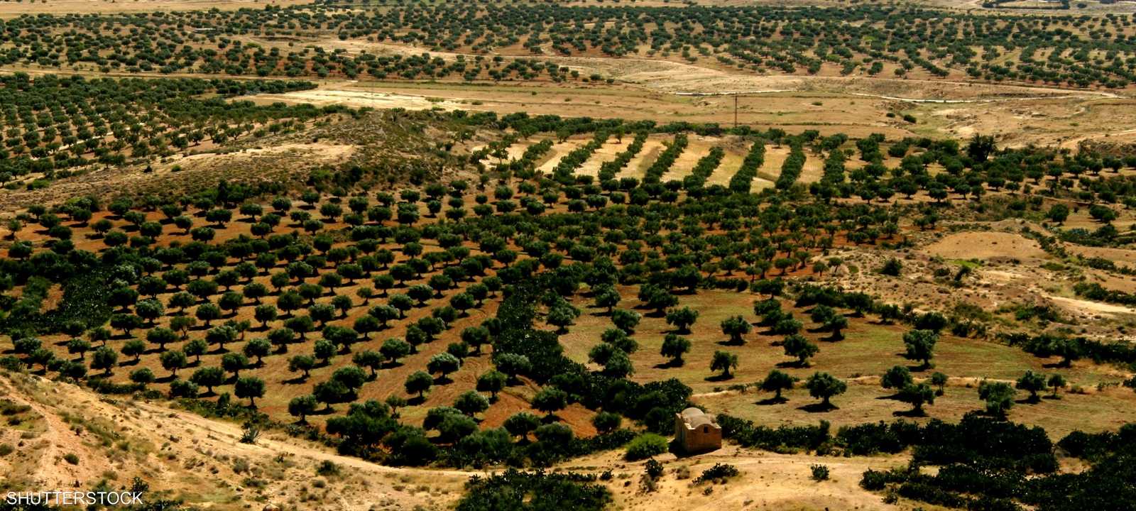 مزرعة في تونس تعاني من الجفاف - أرشيفية