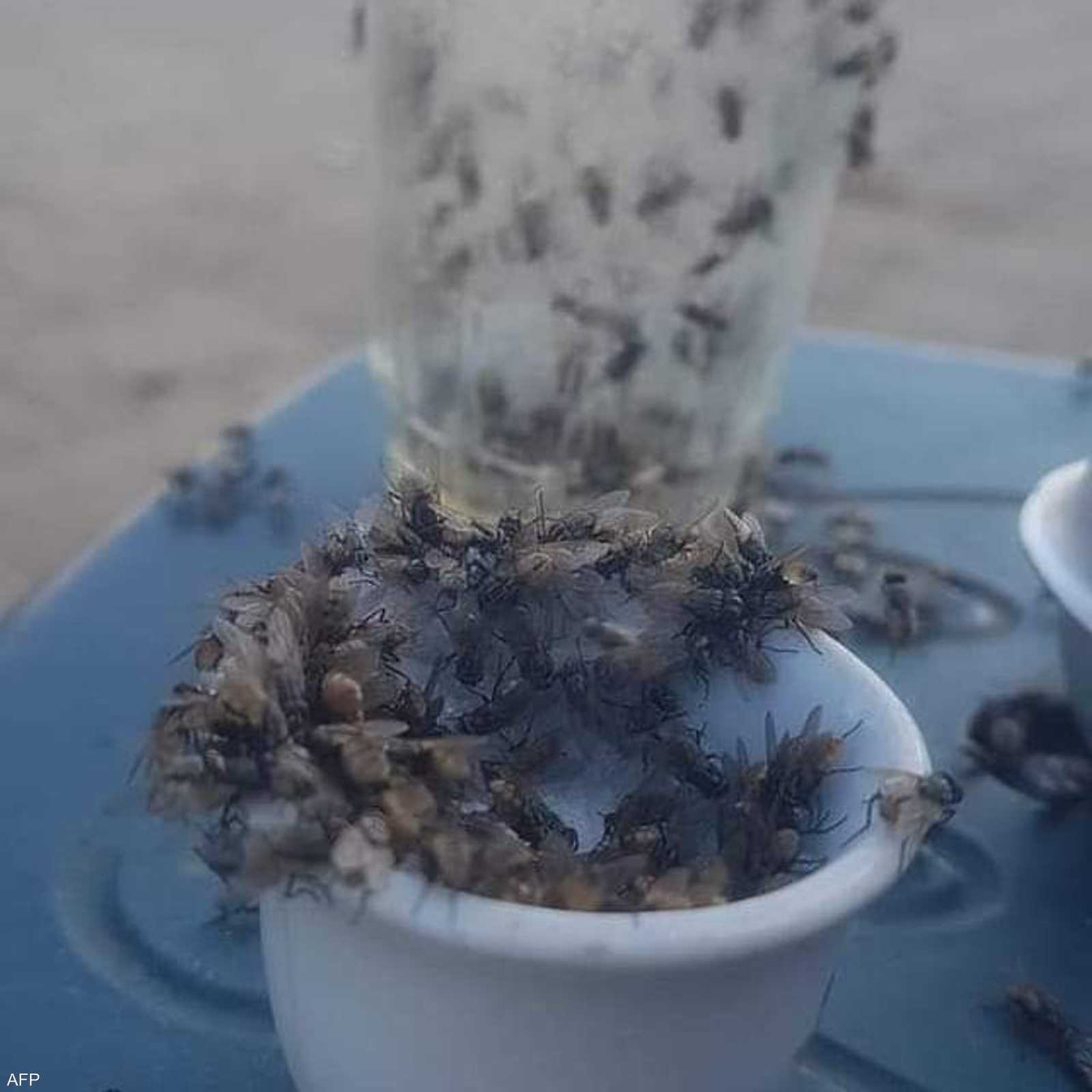 مخاوف من تفشي الأوبئة بسبب الذباب