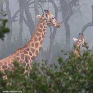 حيوانات برية في كينيا مهددة بالانقراض بسبب التغير المناخي