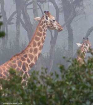 حيوانات برية في كينيا مهددة بالانقراض بسبب التغير المناخي