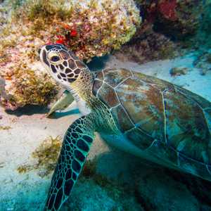 تصنيف السلاحف الخضراء على أنها مهددة بالانقراض