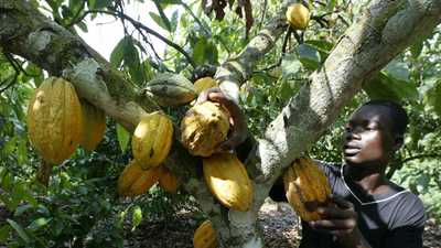 عامل يقطف ثمار الكاكاو