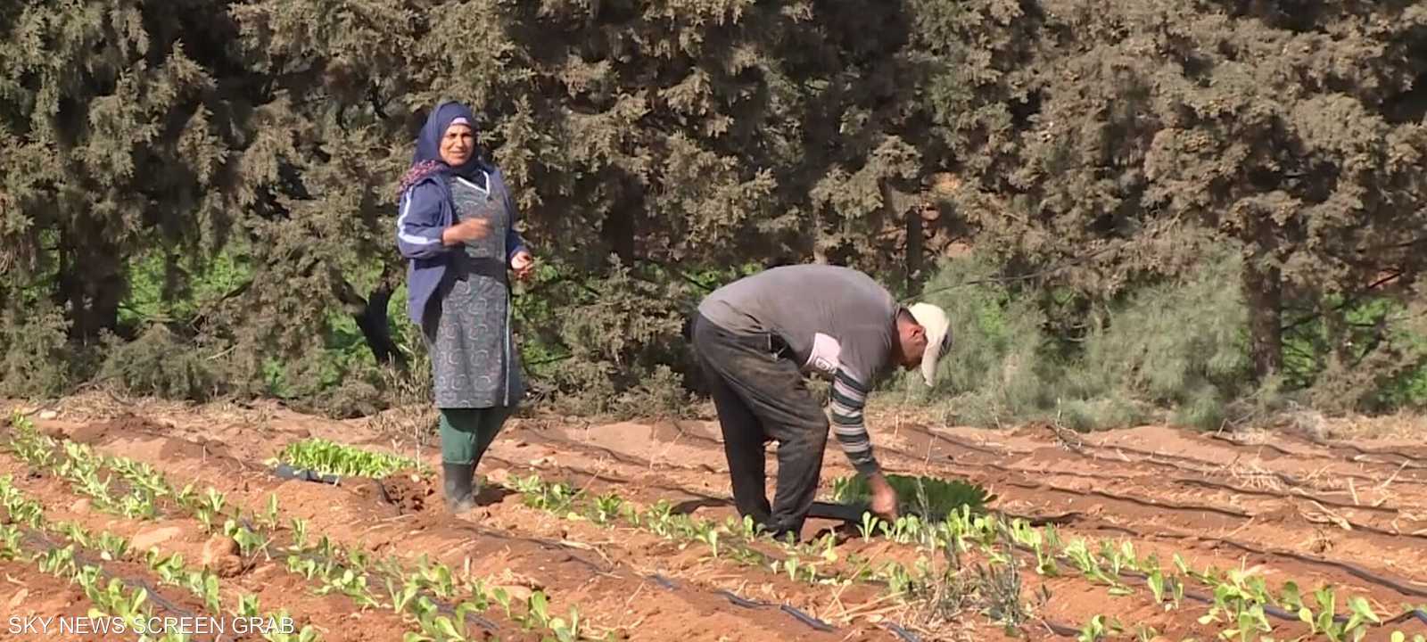 تونس.. نقص حاد في الإنتاج الزراعي بسبب الجفاف