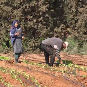 تونس.. نقص حاد في الإنتاج الزراعي بسبب الجفاف