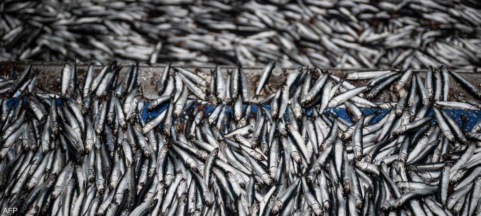 صيد أسماك الأنشوفة في بيرو
