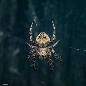 بروتين Hi1a موجود في سم العنكبوت