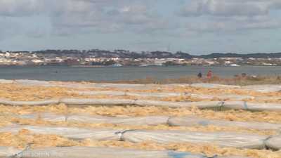 بحيرة بنزرت.. كنز تونس الزاخر بالطحالب الحمراء