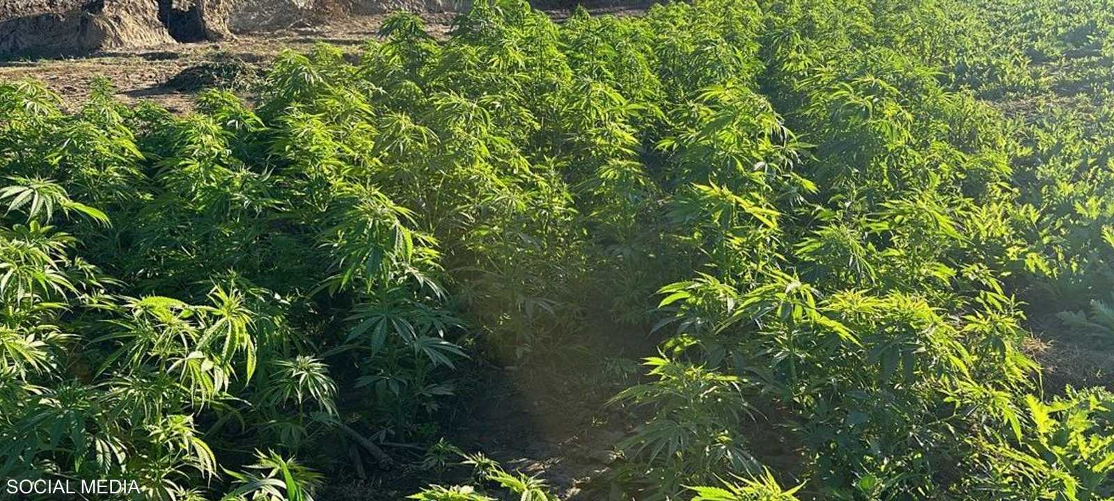 جزيرة مزروعة بالمخدرات في قلب النيل