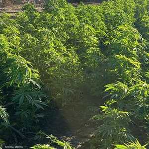 جزيرة مزروعة بالمخدرات في قلب النيل