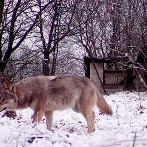 أخذ العلماء عينات من دماء الذئاب لفهم آلية مقاومة السرطان