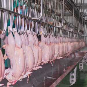 الكمية المسروقة 133 طنا من الدجاج.. أرشيفية