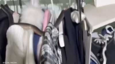 فيديو لمفاجأة "غير متوقعة" في خزانة ملابس..أفعى شديدة السمية