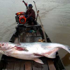 الأسماك في نهر ميكونغ مهدد بالانقراض