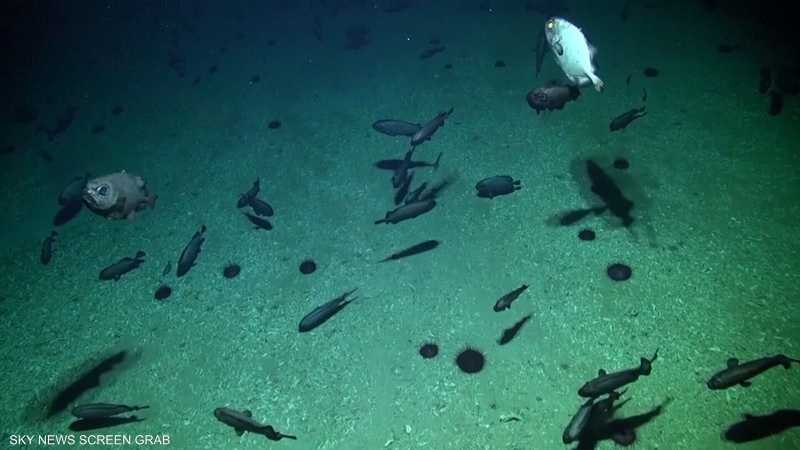 اكتشاف 100 نوع جديد من الكائنات البحرية في نيوزيلندا