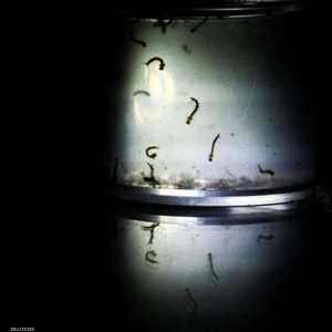 حمى الضنك ينتقل عن طريق البعوض