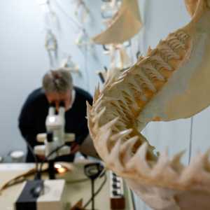 أرشيفية لمختبر متخصص بدراسة الحيوانات