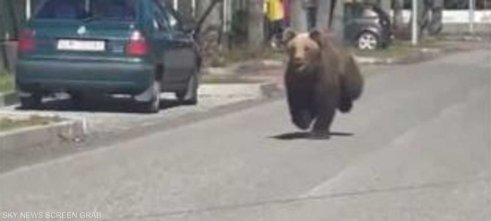 هاجم الدب 5 أشخاص في البلدة