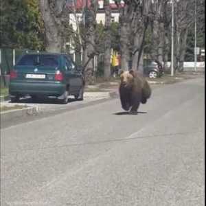 هاجم الدب 5 أشخاص في البلدة