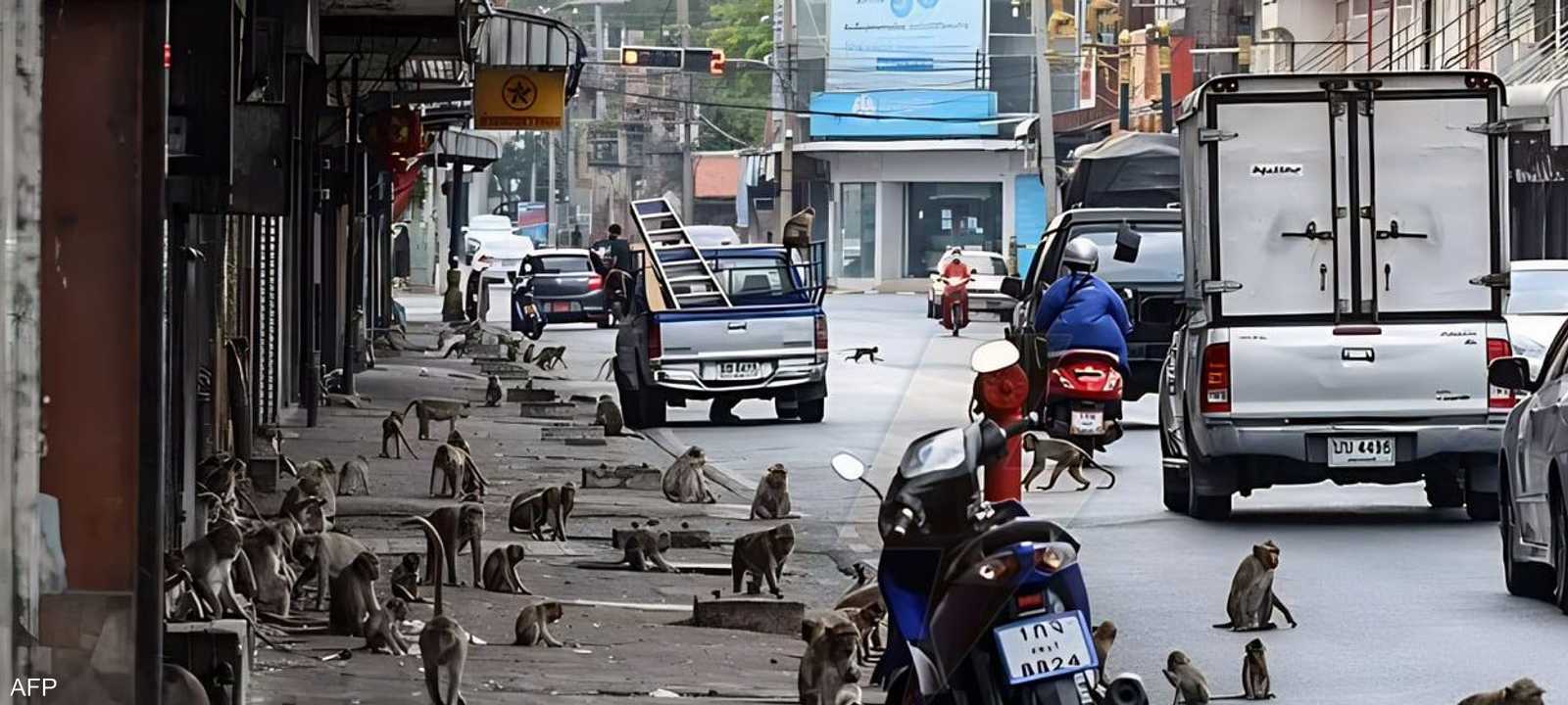 القرود تجتاح مدينة لوبوري