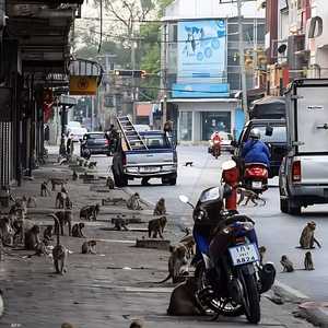 القرود تجتاح مدينة لوبوري