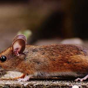 عانى ارجل من الحمى والصداع وآلام في البطن