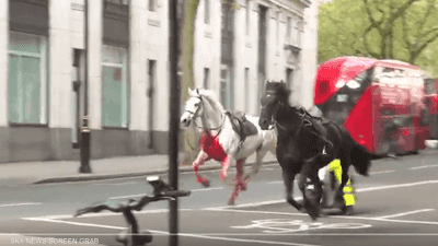 فيديو.. خيول الجيش البريطاني تركض وسط لندن وتحدث إصابات