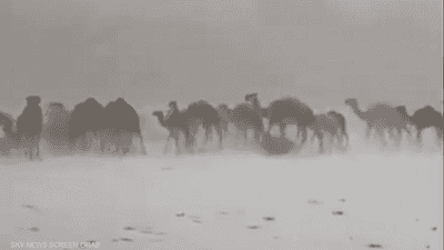فيديو.. مشهد نادر لإبل تسير وسط الثلوج في السعودية