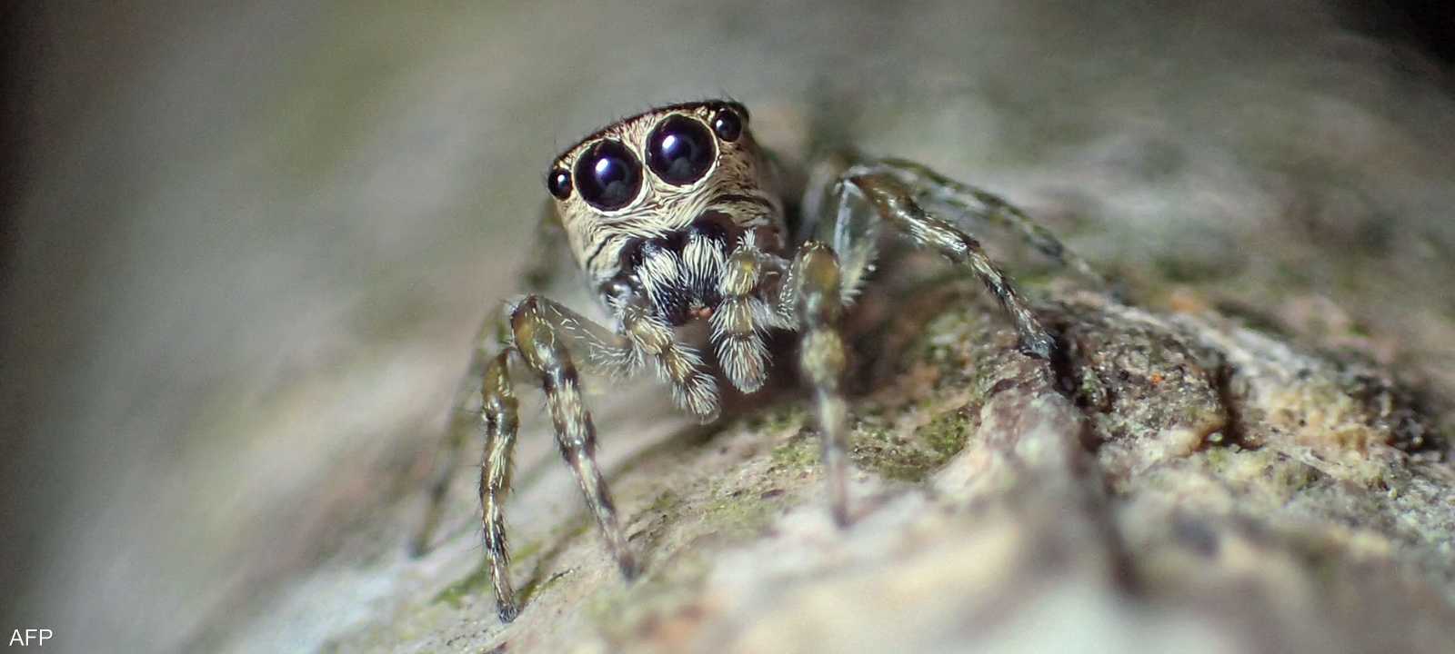 عناكب غريبة ظهرت في بريطانيا